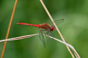 Sympetrum sanguineum / Blutrote Heidelibelle  / Mnnchen / Segellibellen - Libellulidae - Heidelibellen - Sympetrinae