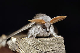 Calliteara pudibunda / Buchen-Streckfu / Nachtfalter - Eulenfalter - Noctuidae / Unterfamilie: Trgspinner - Lymantriinae