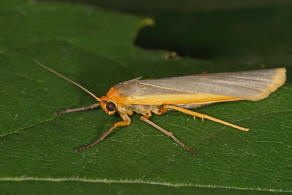 Eilema complana / Gelbleib-Flechtenbrchen / Nachtfalter - Eulenfalter - Erebidae - Brenspinner - Arctiinae - Lithosiini