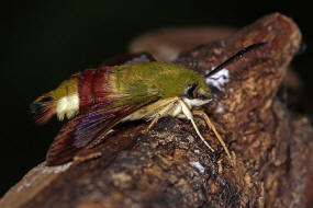 Hemaris fuciformis / Hummelschwrmer / Nachtfalter - Schwrmer - Sphingidae - Macroglossinae
