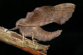 Laothoe populi / Pappel-Schwrmer / Nachtfalter - Schwrmer - Sphingidae - Smerinthinae