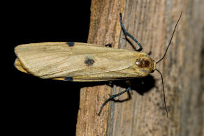 Lithosia quadra / Vierpunkt-Flechtenbrchen / Nachtfalter - Eulenfalter - Erebidae - Brenspinner - Arctiinae - Lithosiini