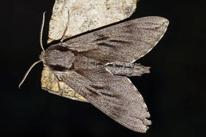 Sphinx pinastri (syn. Hyloicus pinastri) / Kiefernschwrmer / Nachtfalter - Schwrmer - Sphingidae - Sphinginae