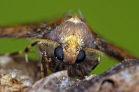 Erannis defoliaria / Groer Frostspanner / Nachtfalter - Spanner - Geometridae - Ennominae 