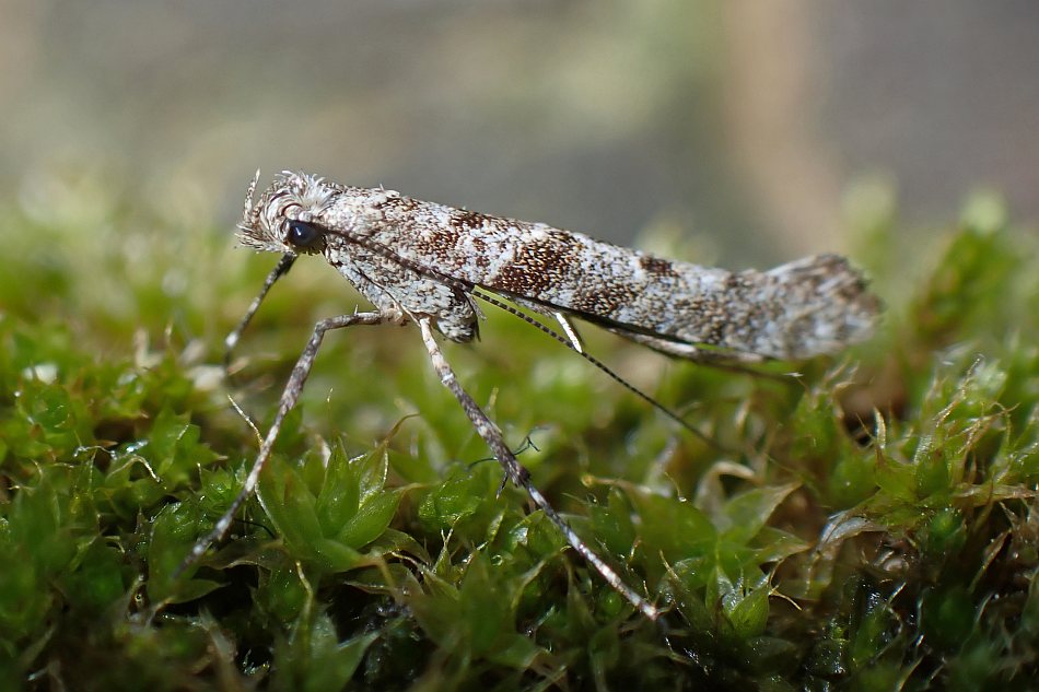 Caloptilia cuculipennella / Liguster-Blatttütenfalter / Nachtfalter - Miniermotten - Gracillariidae - Gracillariinae