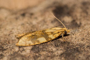 Aleimma loeflingiana / Brauner Eichenwickler / Nachtfalter - Wickler - Tortricidae - Tortricinae