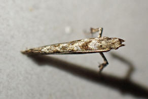 Caloptilia cuculipennella / Liguster-Blattttenfalter / Nachtfalter - Miniermotten - Gracillariidae - Gracillariinae