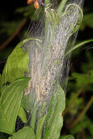Yponomeuta cagnagella / Pfaffenhtchen-Gespinstmotte (Raupen) / Nachtfalter - Gespinst- und Knospenmotten - Yponomeutidae - Yponomeutinae