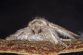 Calliteara pudibunda / Buchen-Streckfu / Nachtfalter - Eulenfalter - Noctuidae / Unterfamilie: Trgspinner - Lymantriinae