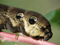 Deilephila elpenor / Mittlerer Weinschwrmer (Raupe) / Sphingidae - Schwrmer - Macroglossinae