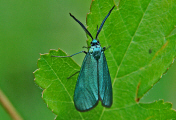 Jordanita spec. / Grnwidderchen / Nachtfalter - Widderchen - Zygaenidae - Procridinae