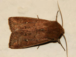 Mythimna albipuncta / Weifleck-Graseule / Nachtfalter - Eulenfalter - Noctuidae - Hadeninae