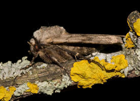 Agrotis cinerea / Aschgraue Erdeule / Nachtfalter - Eulenfalter - Noctuidae - Noctuinae