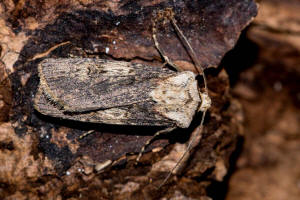 Agrotis puta / Schmalflgelige Erdeule / Nachtfalter - Eulenfalter - Noctuidae - Noctuinae