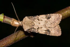 Agrotis puta / Schmalflgelige Erdeule / Nachtfalter - Eulenfalter - Noctuidae - Noctuinae