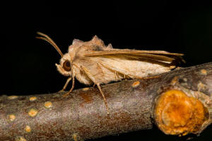 Amphipoea fucosa / Gelbbraune Stngeleule / Nachtfalter - Eulenfalter - Noctuidae - Xyleninae