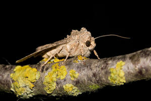 Anarta trifolii / Meldenflureule / Kleefeldeule / Nachtfalter - Eulenfalter - Noctuidae - Hadeninae