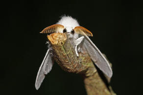 Arctornis l-nigrum / Schwarzes L / Nachtfalter - Eulenfalter - Erebidae - Trgspinner - Lymantriinae