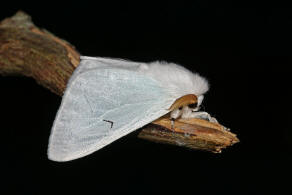 Arctornis l-nigrum / Schwarzes L / Nachtfalter - Eulenfalter - Erebidae - Trgspinner - Lymantriinae