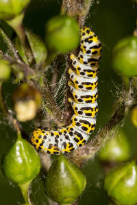 Cucullia scrophulariae / Braunwurz-Mnch / Nachtfalter - Eulenfalter - Noctuidae - Cuculliinae