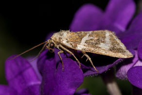 Deltote bankiana / Silbergestreiftes Grasmotteneulchen / Silbereulchen / Nachtfalter - Eulenfalter - Noctuidae - Eustrotiinae