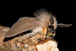 Diaphora mendica / Grauer Fleckleibbr / Graubr / Nachtfalter - Eulenfalter - Erebidae - Brenspinner - Arctiinae