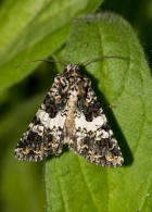 Hadena compta / Weibinden-Nelkeneule / Nachtfalter - Eulenfalter - Noctuidae - Hadeninae