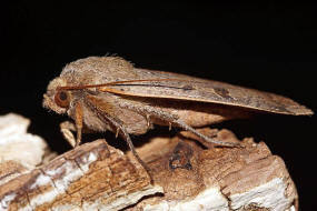 Noctua comes / Breitflgelige Bandeule / Nachtfalter - Eulenfalter - Noctuidae - Noctuinae