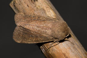 Orthosia cruda / Kleine Ktzcheneule / Nachtfalter - Eulenfalter - Noctuidae - Hadeninae