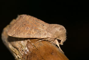 Orthosia cruda / Kleine Ktzcheneule / Nachtfalter - Eulenfalter - Noctuidae - Hadeninae