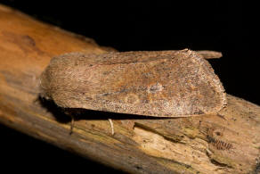 Orthosia cruda / Kleine Ktzcheneule / Nachtfalter - Eulenfalter - Noctuidae - Hadeninae