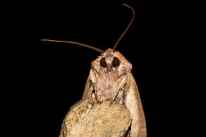Xestia xanthographa / Braune Sptsommer-Bodeneule / Nachtfalter - Eulenfalter - Noctuidae - Noctuinae