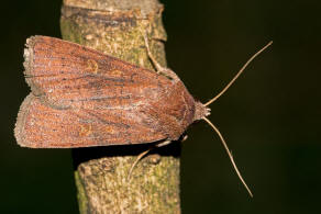 Xestia xanthographa / Braune Sptsommer-Bodeneule / Nachtfalter - Eulenfalter - Noctuidae - Noctuinae