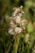 Anacamptis morio var. alba (frher Orchis morio) / Kleines Knabenkraut / Salep Knabenkraut / Orchidaceae / Orchideengewchse