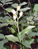 Cephalanthera damasonium / Weies Waldvgelein / Orchidaceae / Orchideengewchse 