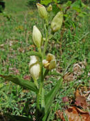 Cephalanthera damasonium / Weies Waldvgelein / Orchidaceae / Orchideengewchse 