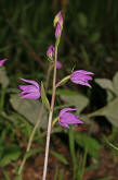 Cephalanthera rubra / Rotes Waldvgelein / Orchidaceae / Orchideengewchse