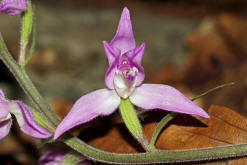 Cephalanthera rubra / Rotes Waldvgelein / Orchidaceae / Orchideengewchse