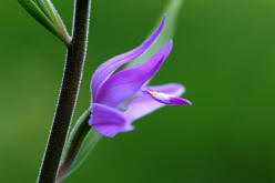 Cephalanthera rubra / Rotes Waldvgelein / Orchidaceae / Orchideengewchse (Foto: Pulvermller)