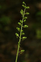 Listera ovata (= Neottia ovata) / Groes Zweiblatt / Orchidaceae / Orchideengewchse 