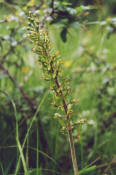 Listera ovata (= Neottia ovata) / Groes Zweiblatt / Orchidaceae / Orchideengewchse