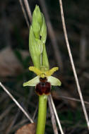 Ophrys sphegodes ssp. araneola / Kleine Spinnen-Ragwurz /  Orchidaceae / Orchideengewchse