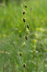 Ophrys insectifera / Fliegen-Ragwurz / Orchidaceae / Orchideengewchse