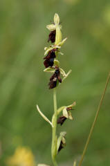 Ophrys insectifera / Fliegen-Ragwurz / Orchidaceae / Orchideengewchse