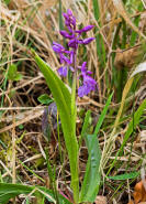Orchis mascula / Stattliches Knabenkraut / Manns-Knabenkraut / Orchidaceae / Orchideengewchse