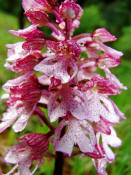 Orchis purpurea / Purpur - Knabenkraut / Orchidaceae / Orchideengewchse