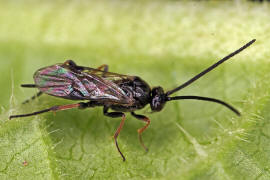 Braconidae (Brackwespe) - unbestimmt