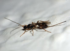Braconidae spec. / Unbestimmte Brackwespe