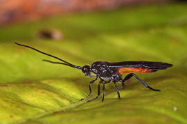 Braconidae - Braconinae