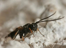 Braconidae spec. (Unterfamilie Cheloninae) / Unbestimmte Brackwespe